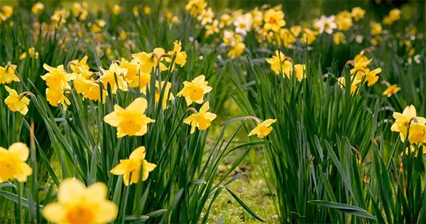 Daffodils