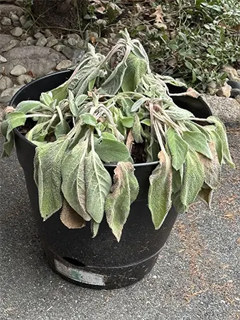 Droopy leaves of the plant