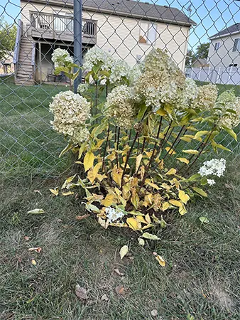 Dropped leaves of the plant