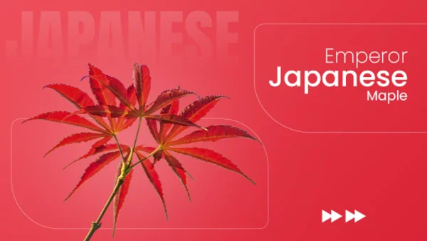 Emperor Japanese Maple