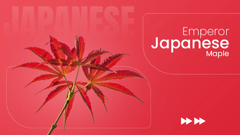 Emperor Japanese Maple