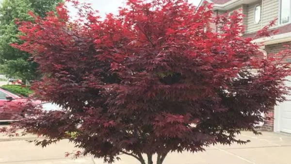 Emperor Maple Tree