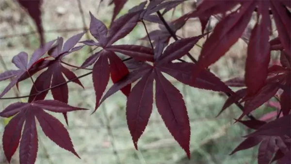 Emperor Maple Tree