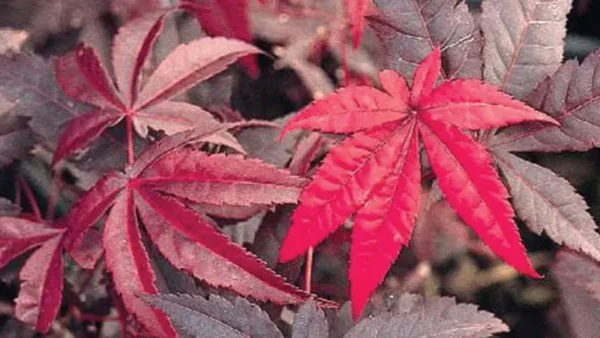 Emperor Maple Tree