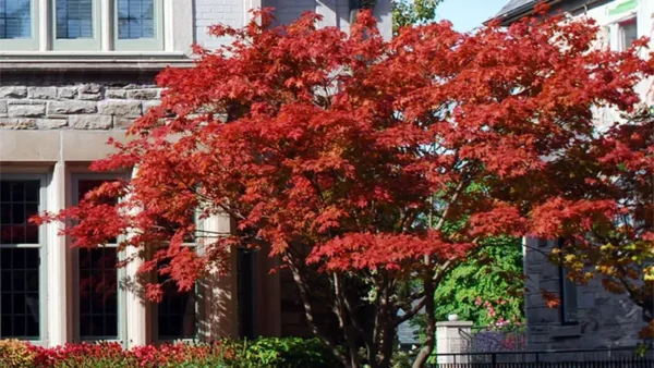 Emperor Maple Tree
