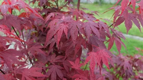 Emperor Maple Tree