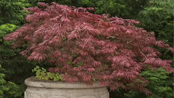 Emperor Maple Tree