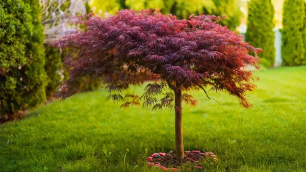 Emperor Maple Tree
