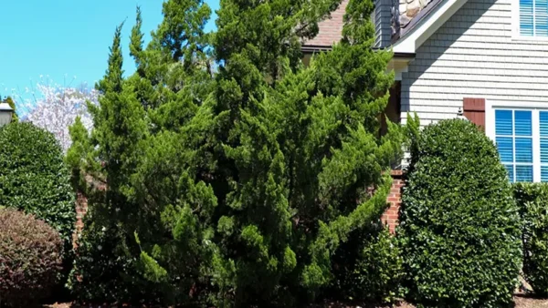 Evergreen, Taylor Juniper tree