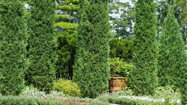 Fast-growing Taylor Juniper trees