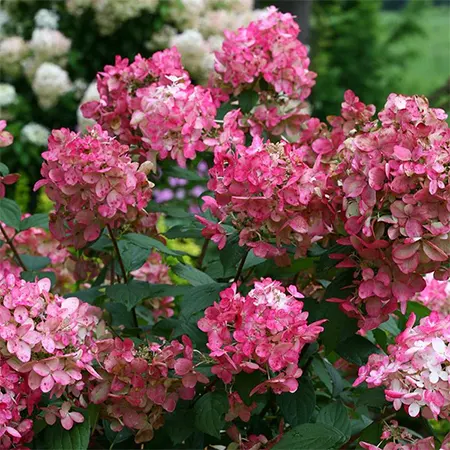 Fire Light cultivar