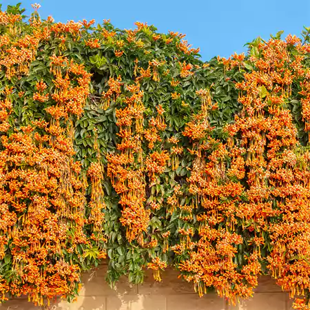 Flame Vine