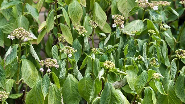 Floppy stems of the plant