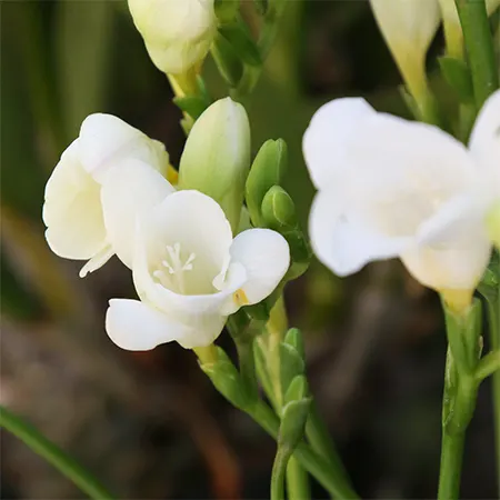 Freesia Image