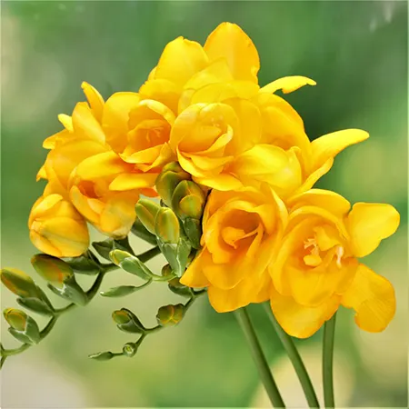 Freesia Imagee