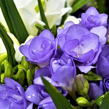 Freesia Image