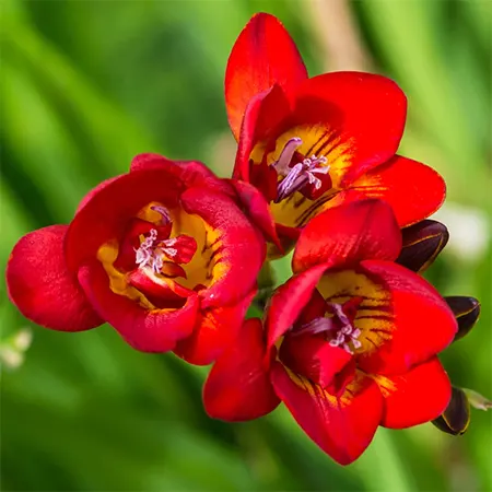 Freesia Image