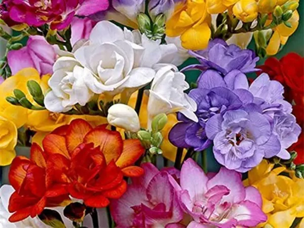 Freesia flower image