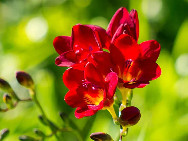 Freesia flower image