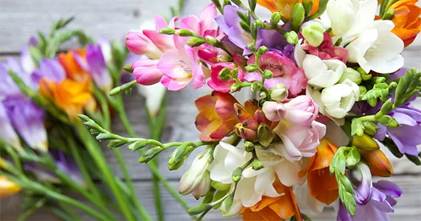 Freesia flower image