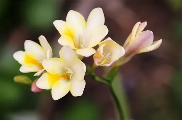 Freesia flower image
