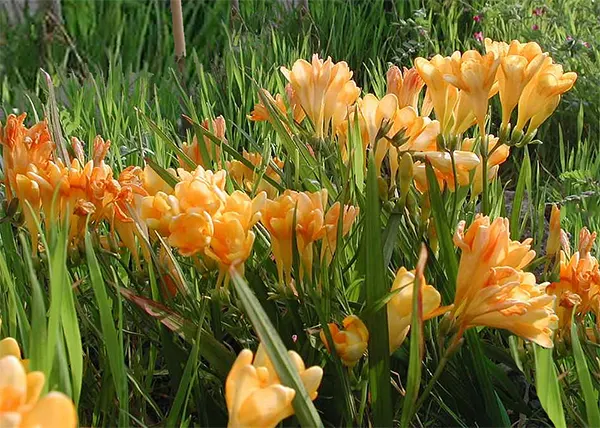 Freesia flower image