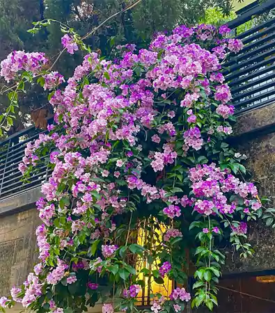 Garlic Vine