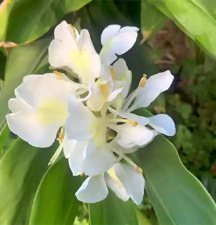 Ginger Lily