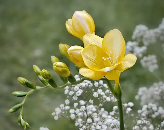 Golden Passion
