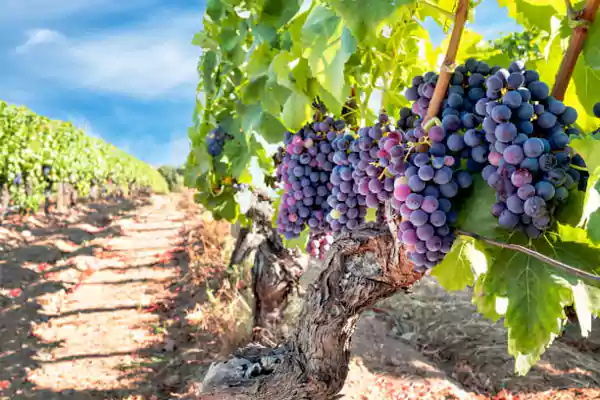 Grape Vine