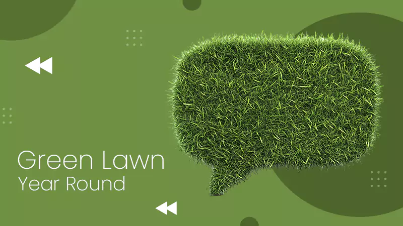Green Lawn Year-Round