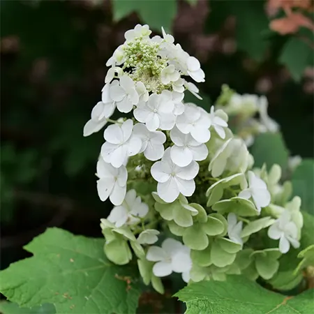 H. quercifolia