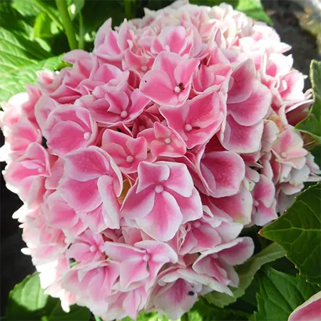 H.macrophylla