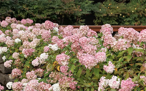 H.paniculata garden spread