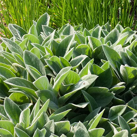 Healthy lush foliage of Lambs Ear plant