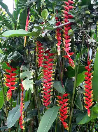 Heliconia