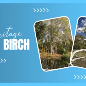 Heritage River Birch