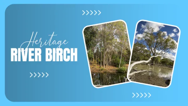 Heritage River Birch