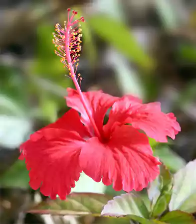 Hibiscus