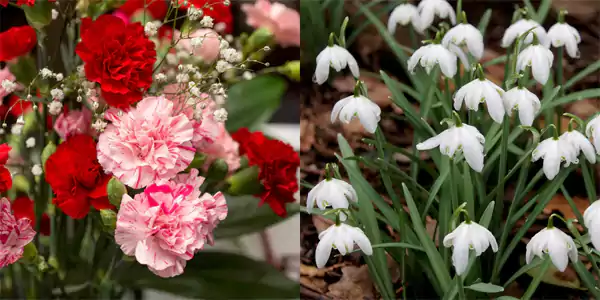 January Flowers Image