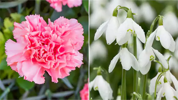 January Flowers