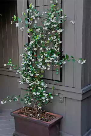 Jasmine