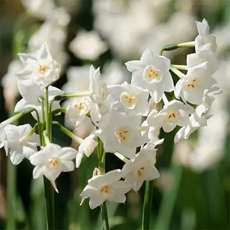 Jonquil