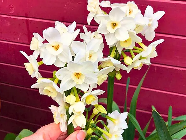 Jonquils