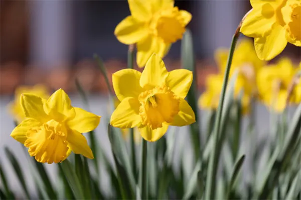 Jonquils