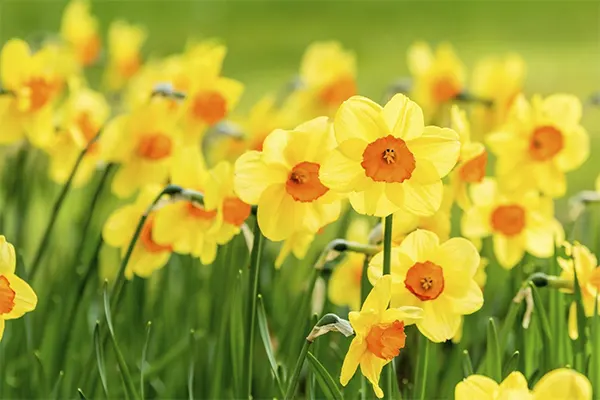Jonquils