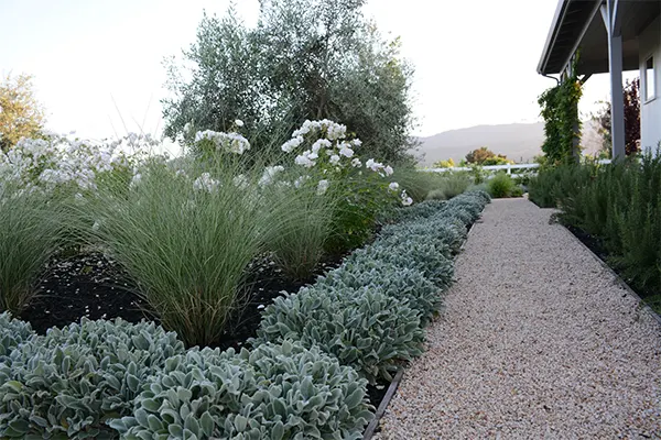 Lamb’s Wool landscaped outside the house