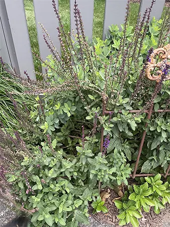 Leggy growth in salvia