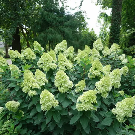Limelight cultivar