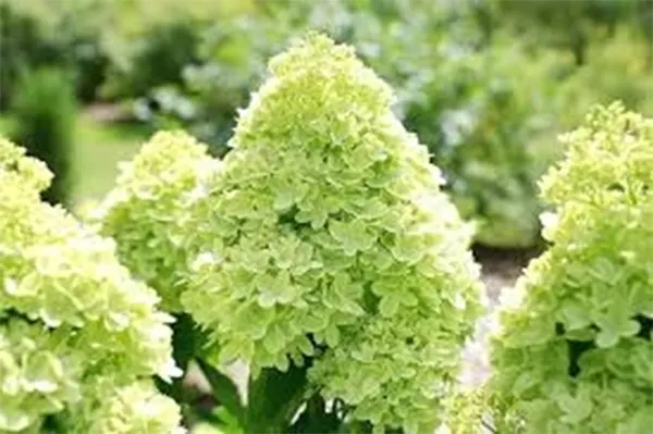Little Lime cultivar